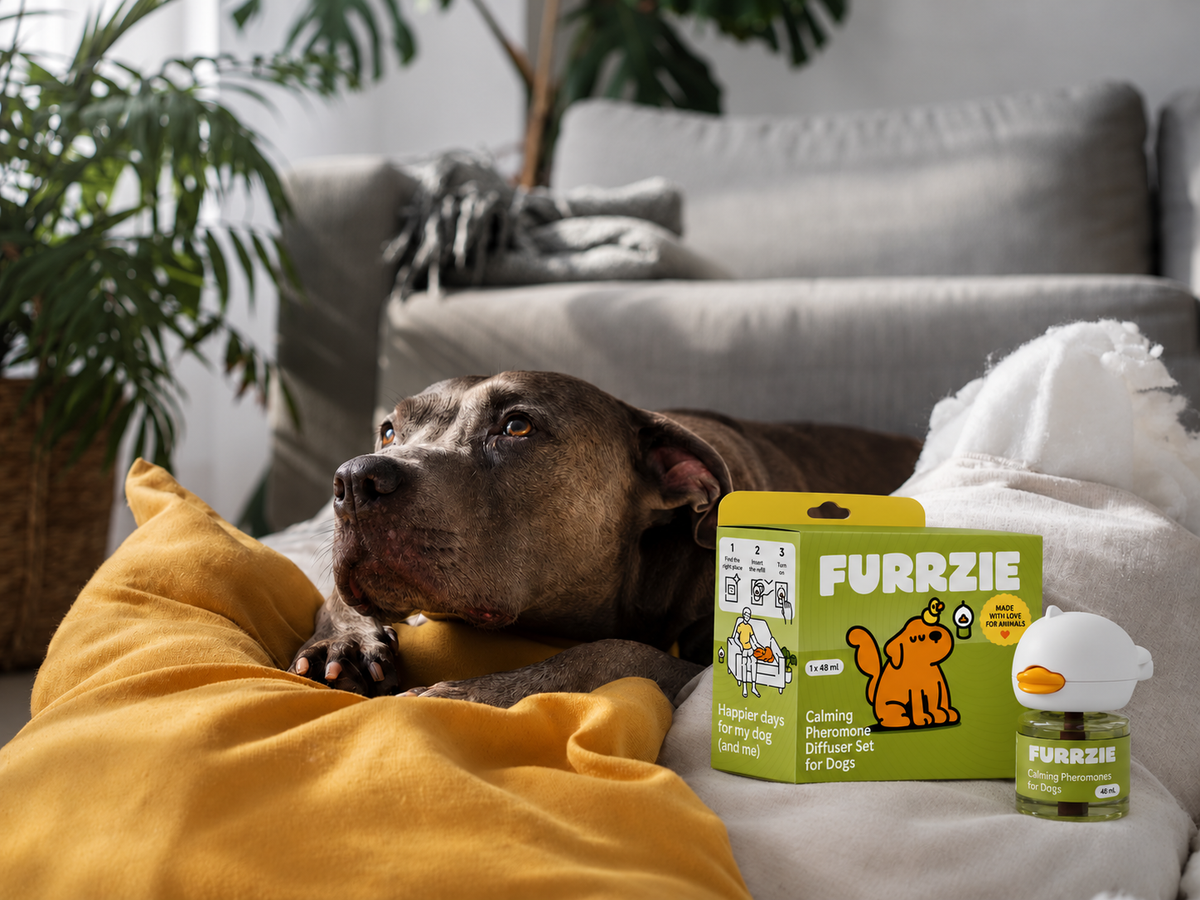 Stop Accidents and Anxiety in Dogs With This Science-Backed Solution