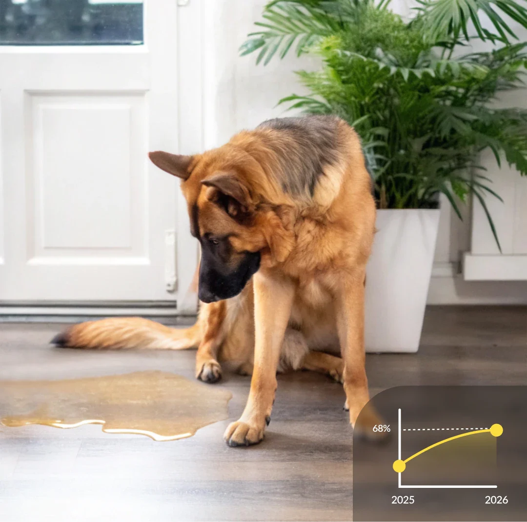 Wist je dat plassen binnenshuis 68% van de honden treft?